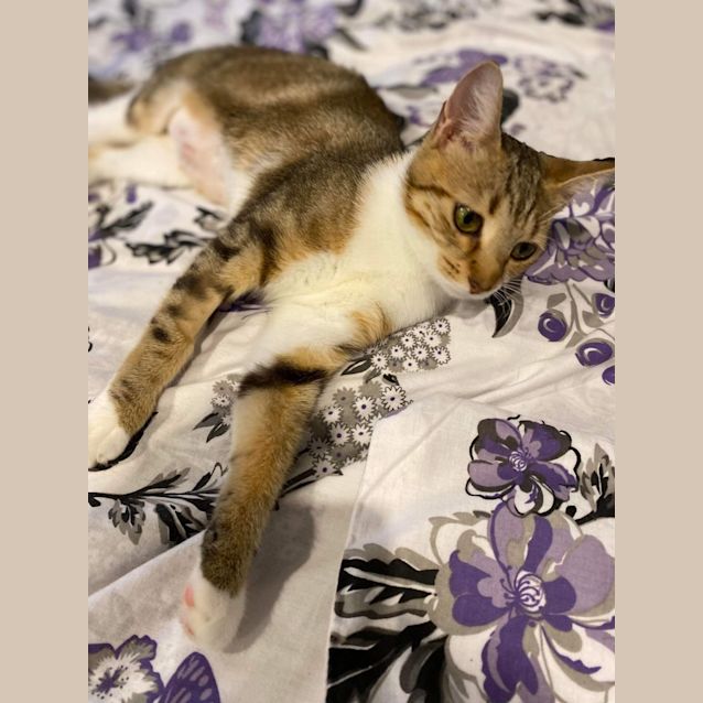 Photo of Peaches 🍑 