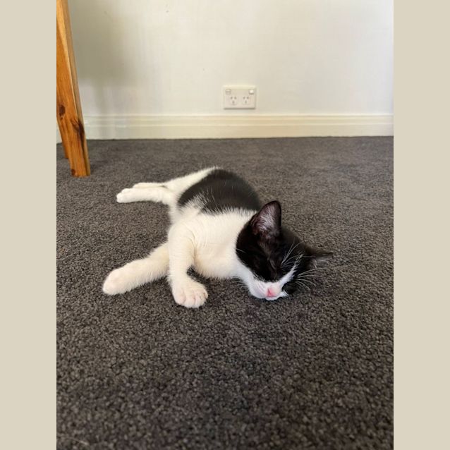 Photo of Stella