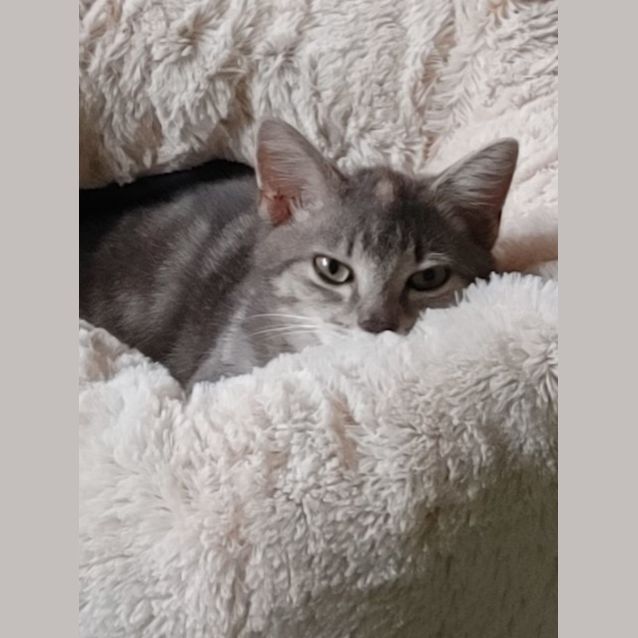 Photo of C992 Tik Tok