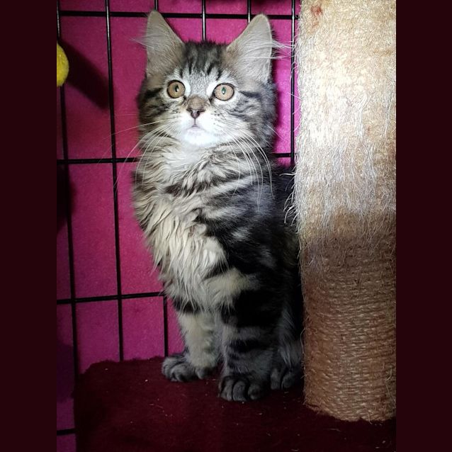 Photo of Blossom