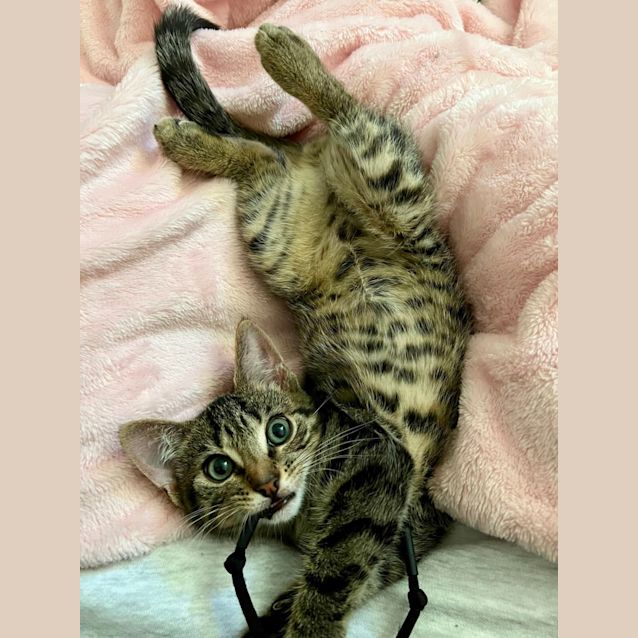 Photo of Crash & Spyro