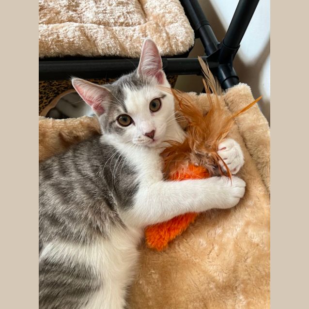 Photo of Pebble & Stone