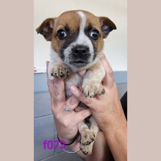 Photo of Ruby Pup