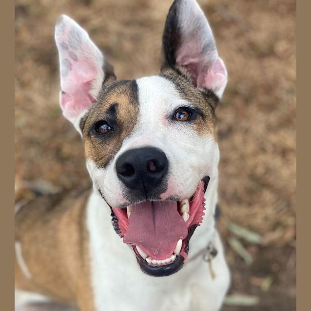 Photo of Diamond