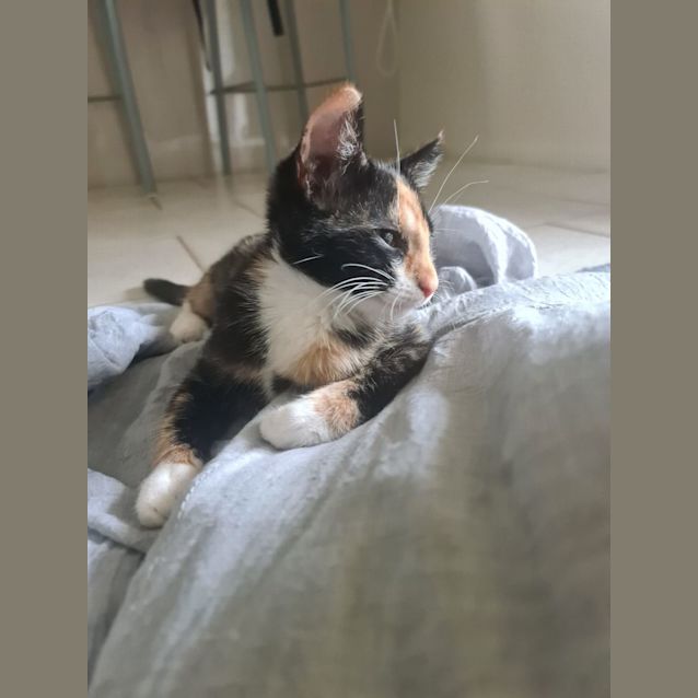 Photo of Nutmeg