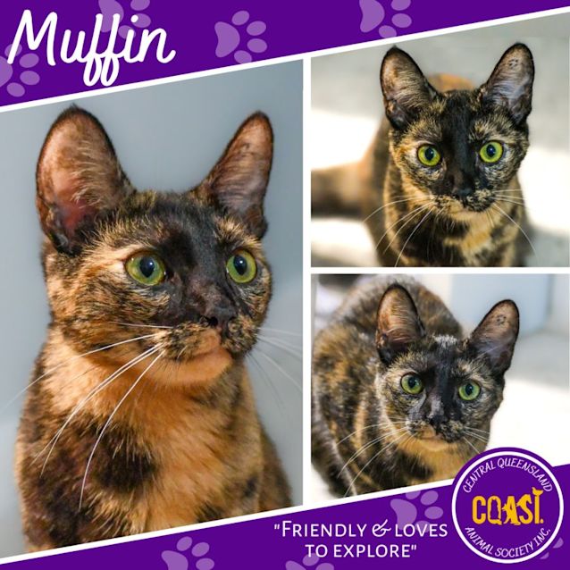 Photo of Muffin