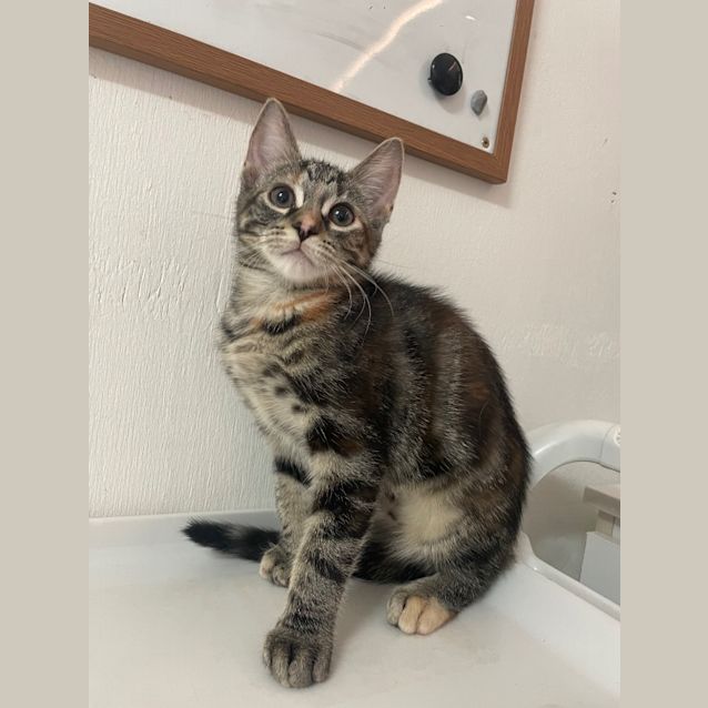 Photo of Tiger
