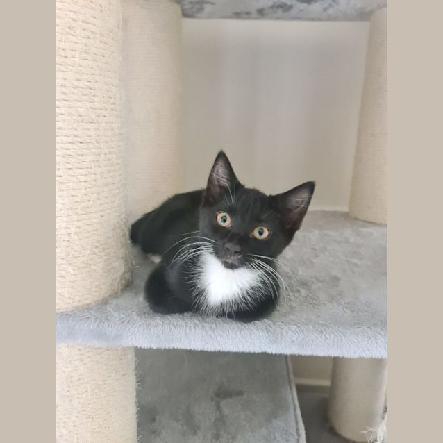 Photo of Pepper