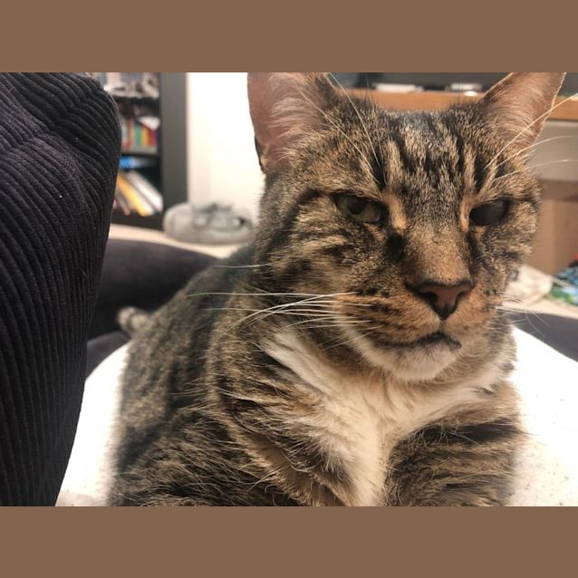 Photo of Baz   Located In Northcote