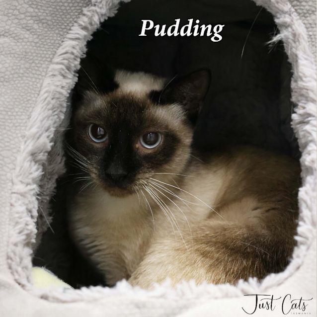 Photo of Pudding