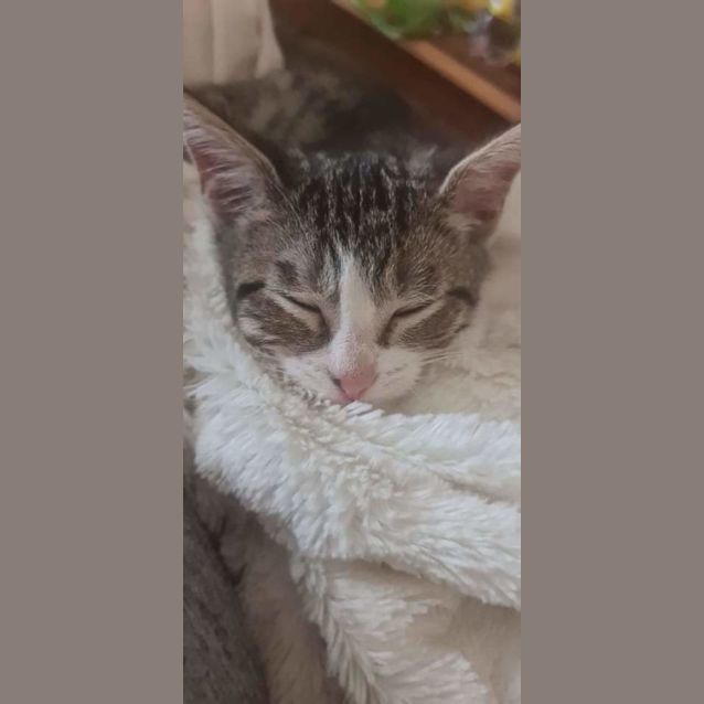 Photo of Harley 