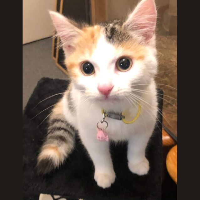 Photo of Lulu 