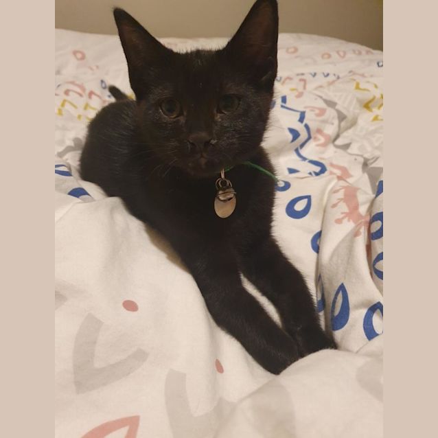 Photo of Onyx 