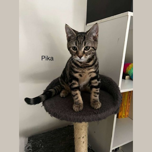 Photo of Pika