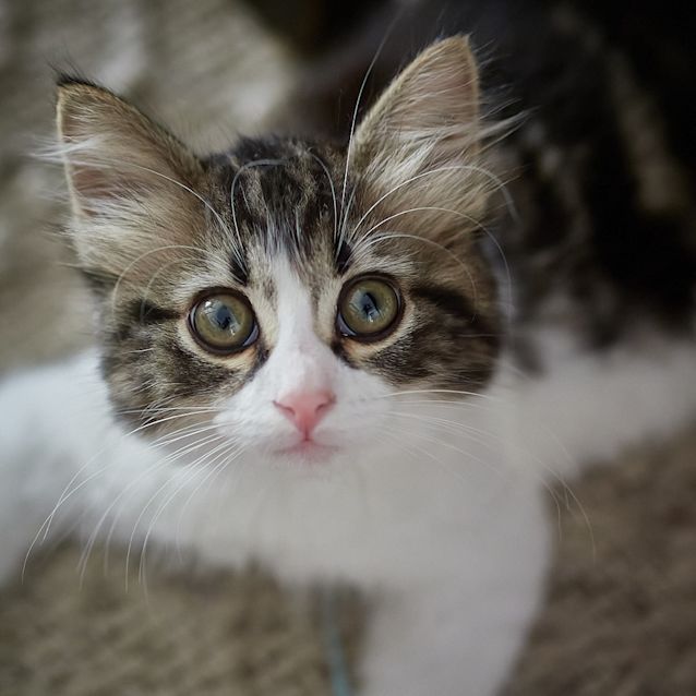 Photo of Gigi