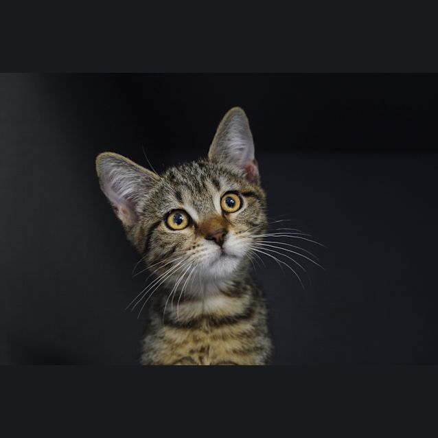 Photo of Pixel