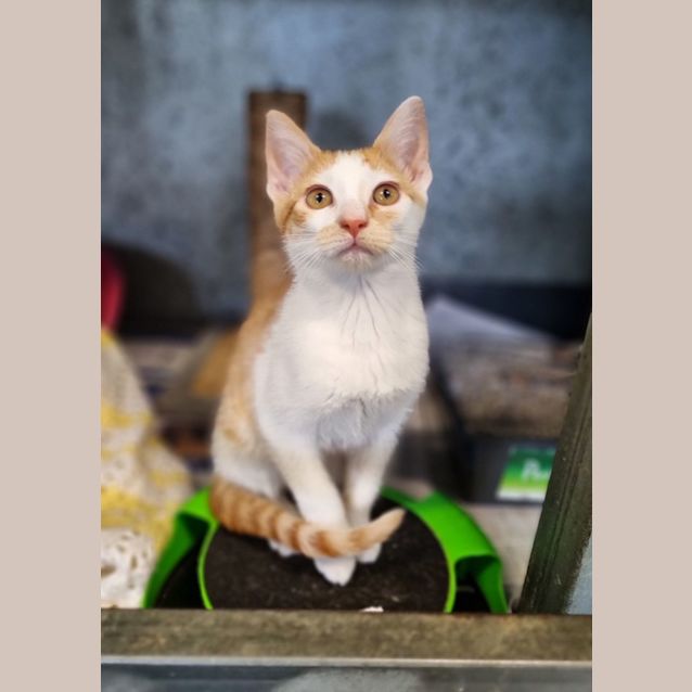 Photo of Louie