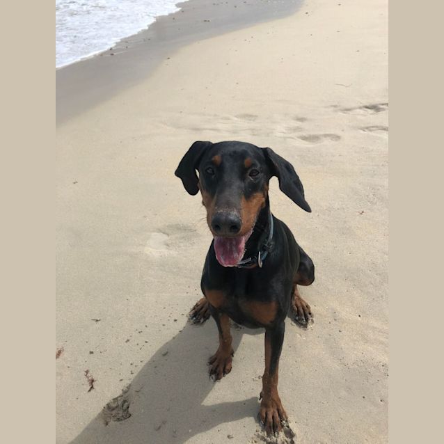 Photo of Dobermann A01 Y22431