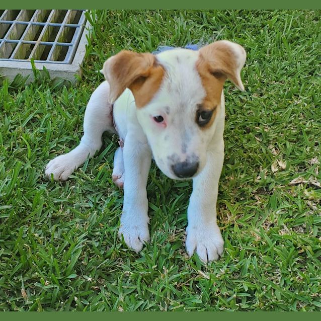 Photo of Jack ~ Cattle Dog X Puppy(on Trial 1/3/22)