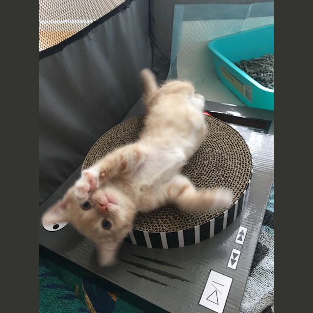 Photo of Isla & Parker