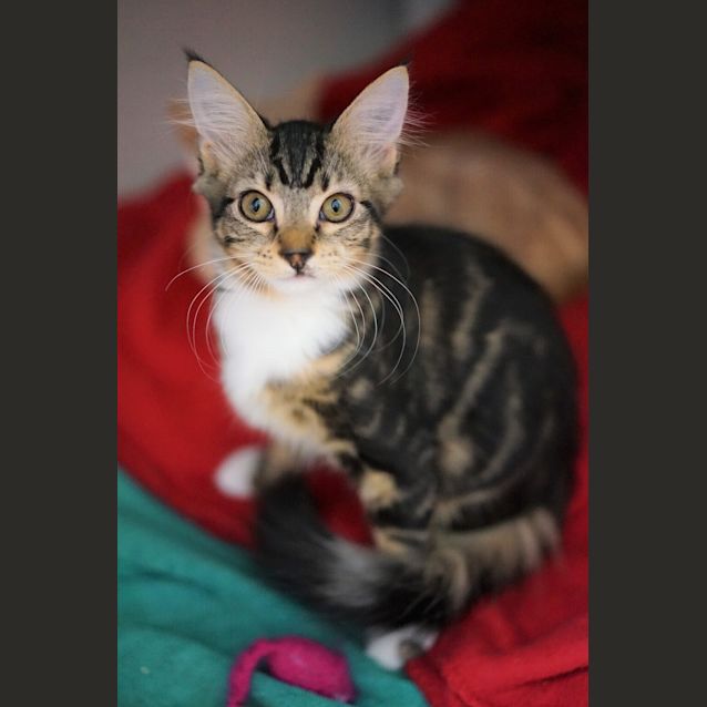 Photo of Pascal