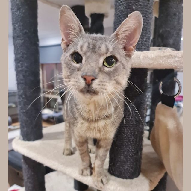 Photo of Denzel (Located In Surrey Hills)