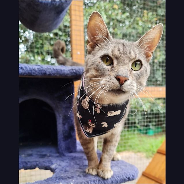 Photo of Denzel (Located In Surrey Hills)