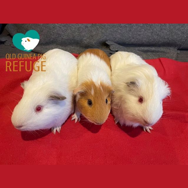 Photo of Darcy, Arden And Ghost 