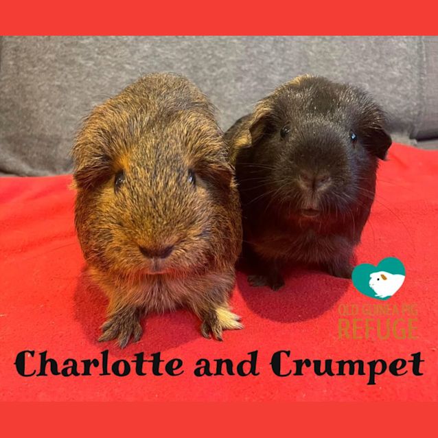 Photo of Charlotte And Crumpet