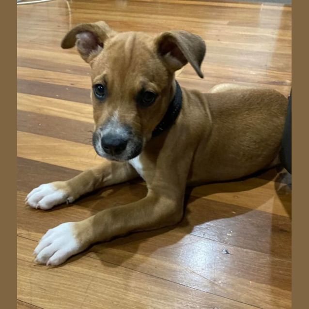 Photo of Ozzie