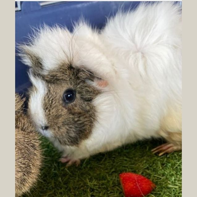Photo of Sprinkles