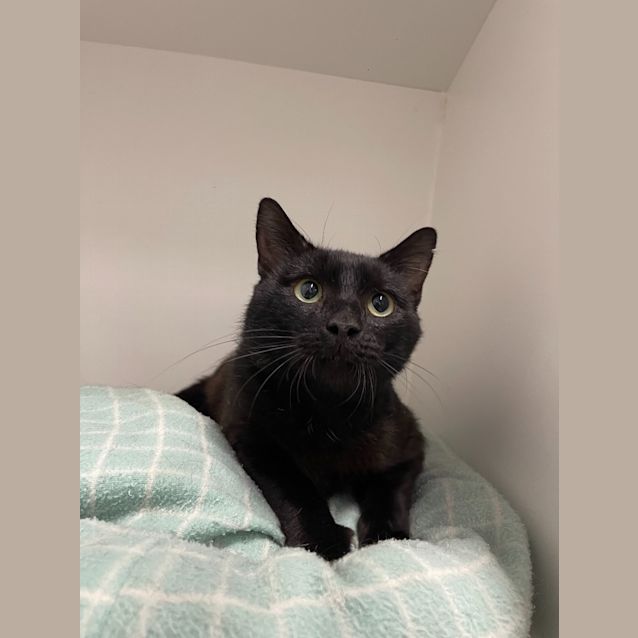 Photo of Pecan