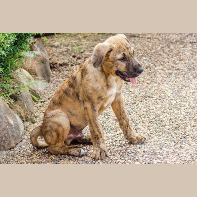 Photo of Travis ~ Wolfhound X (On Trial 9/2/22)