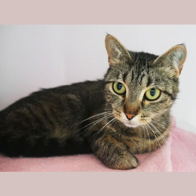 Photo of Neela Sta009583