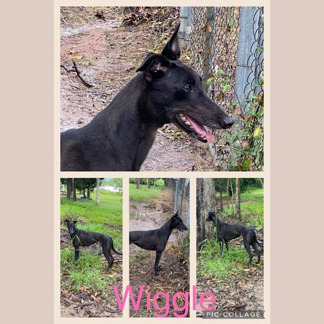 Photo of Wiggle
