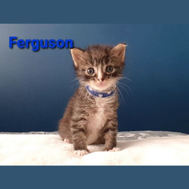 Photo of Ferguson 