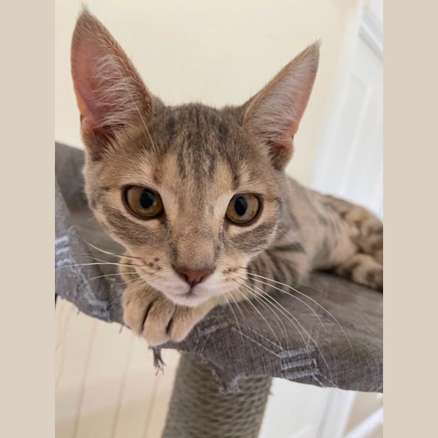 Photo of Suki & Denny