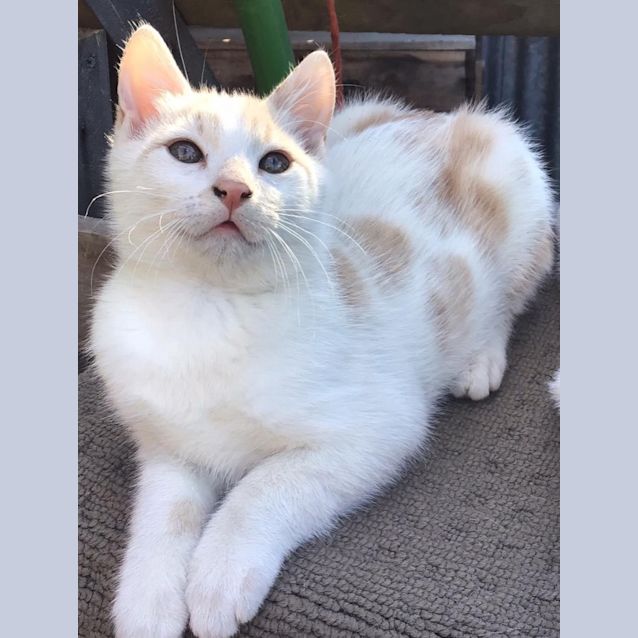 Photo of Mango