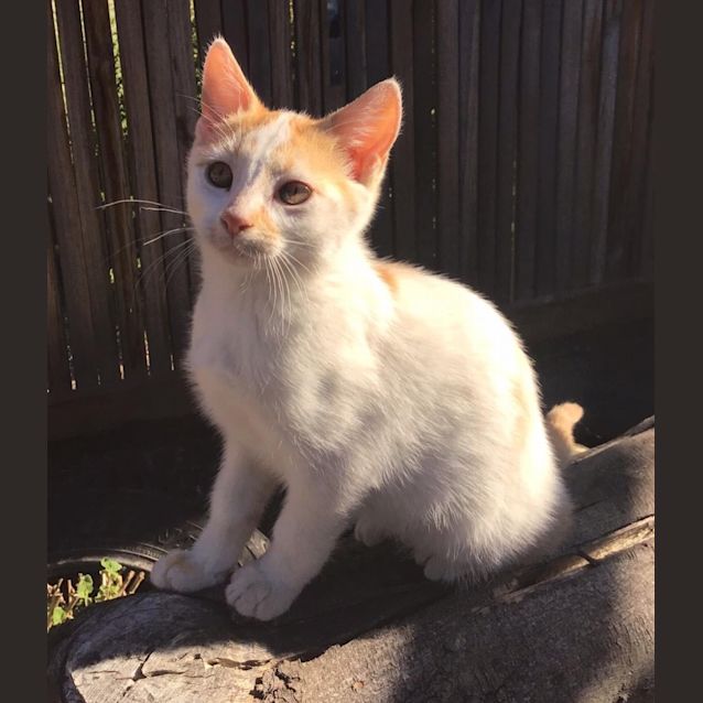 Photo of Daphne