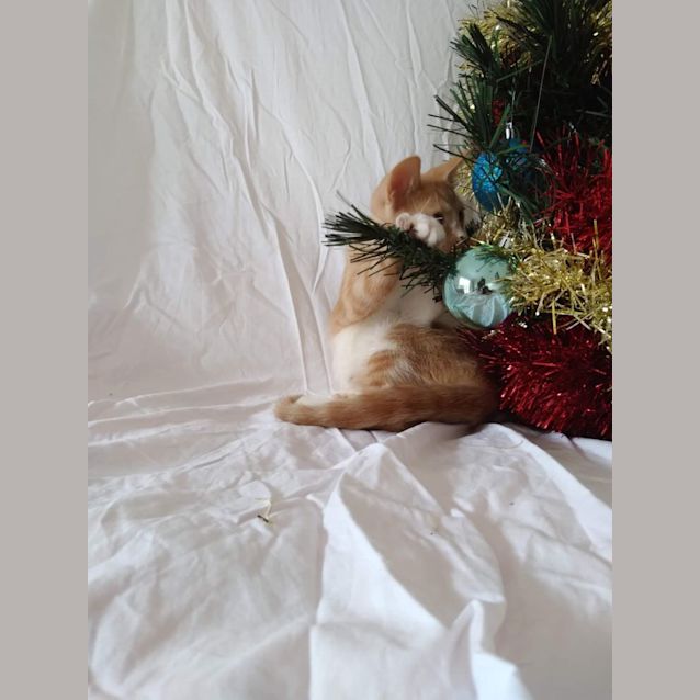 Photo of Pumpkin 🧡
