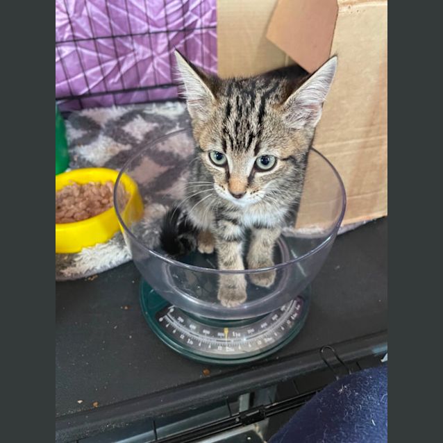 Photo of Alpha Centuri