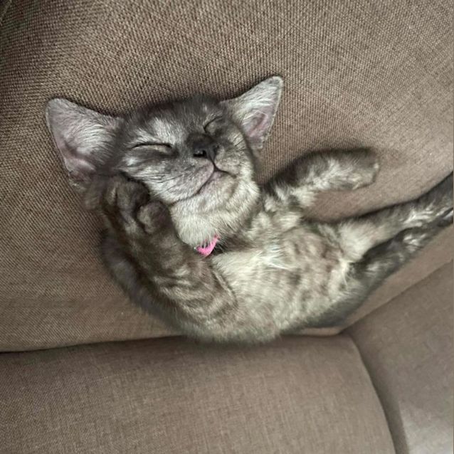 Photo of Peach
