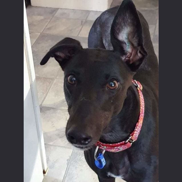 Photo of Charlie ~ 4yr Old Greyhound(on Trial 13/3/22)
