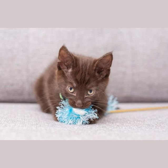 Photo of Yoshinobu**2nd Chance Cat Rescue**
