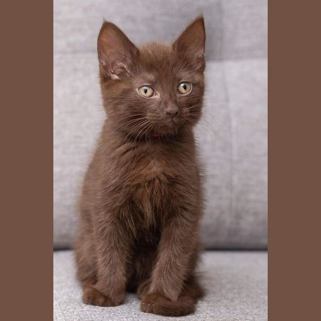 Photo of Milo Sho**2nd Chance Cat Rescue**