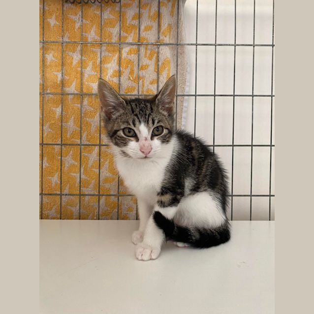 Photo of Pepper**2nd Chance Cat Rescue**