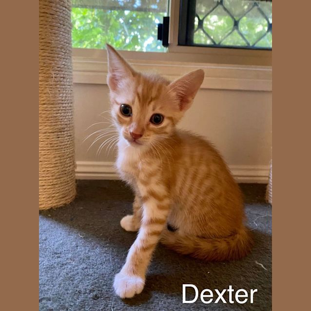 Photo of Dexter
