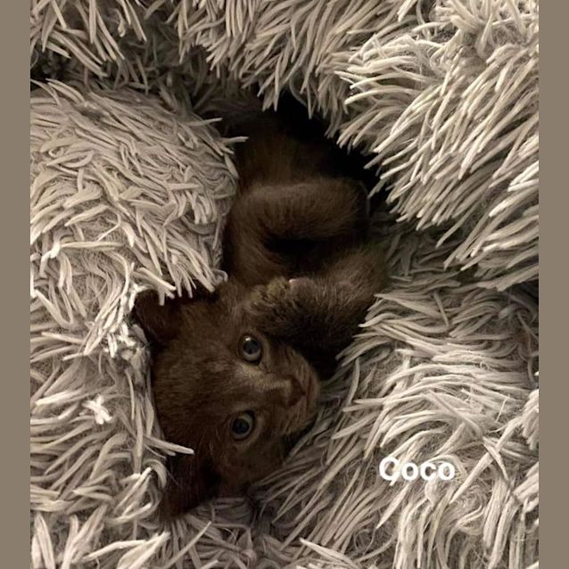 Photo of Coco
