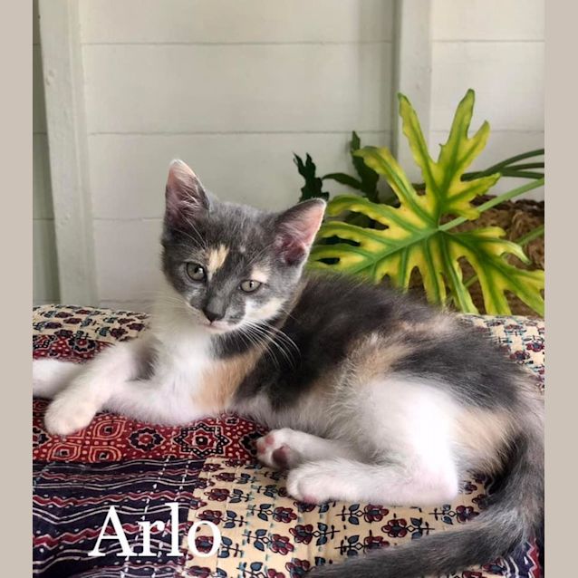 Photo of Arlo