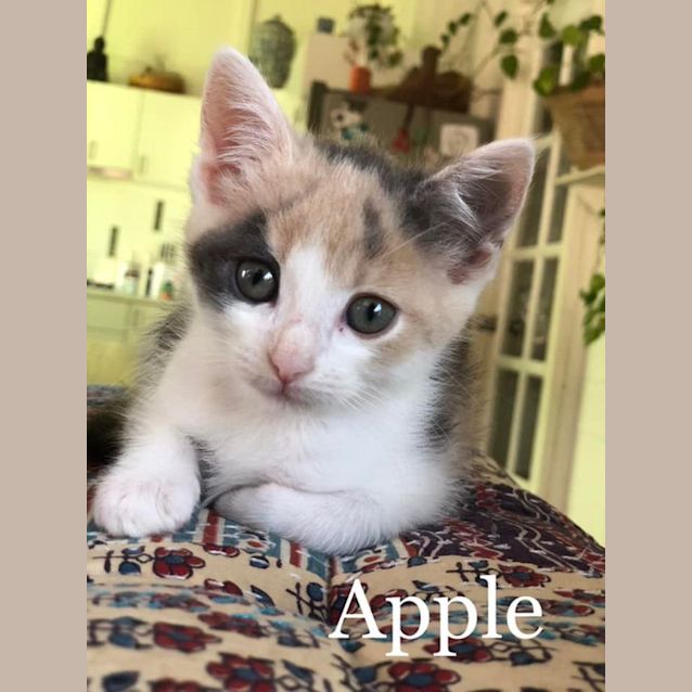 Photo of Apple